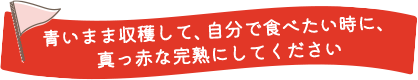 青いまま収穫して、自分で食べたい時に、真っ赤な完熟にしてください