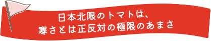 日本北限のトマトは、寒さとは正反対の極限のあまさ