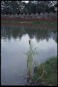「湖水の活花」写真